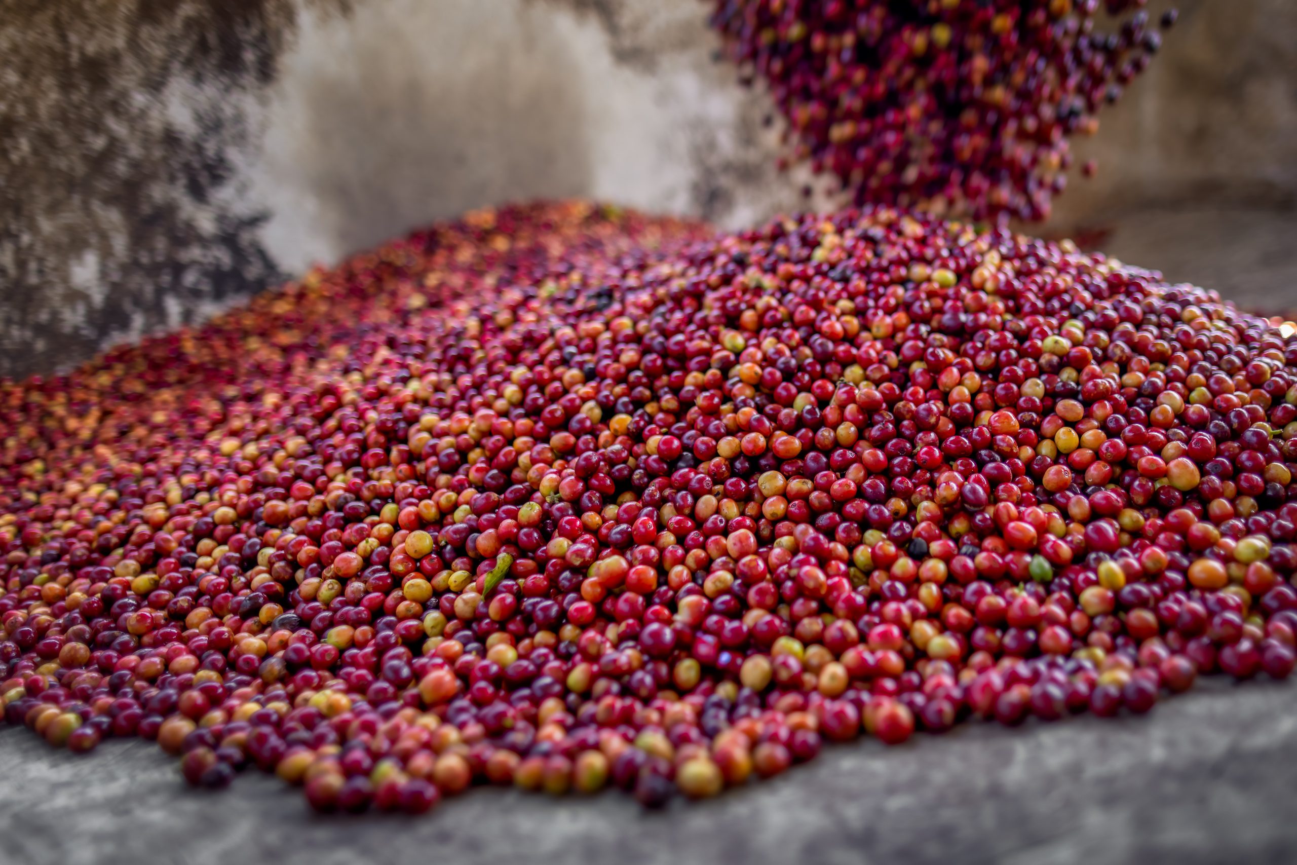 About cherryhoperdropping